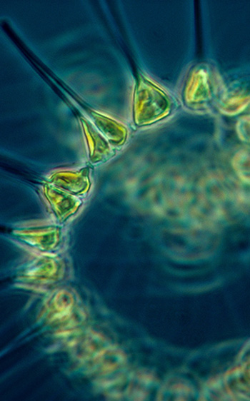 Phytoplankton.