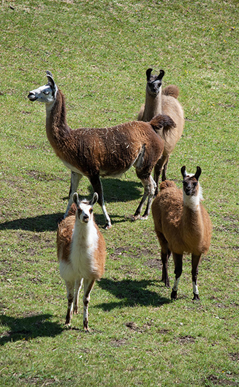 A herd of brown and white llamas standing in a field.