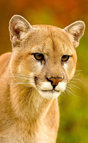 Close up of a mountain lion, the head and shoulders are visible.
