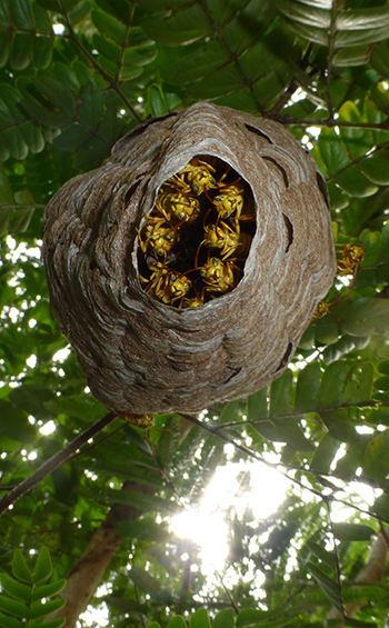 Wasp nest in the Amazon rainforest, Brazil, view from below looking up. Wasp heads are looking down from the opening