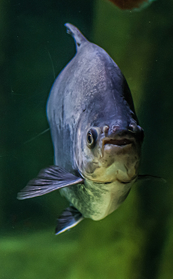 Front view of a Piranha underwater.