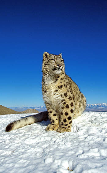 Snow Leopard, uncia uncia, Adult standing on Snow