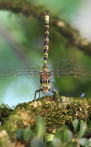 Boyeria irene perched on a moss-covered branch.