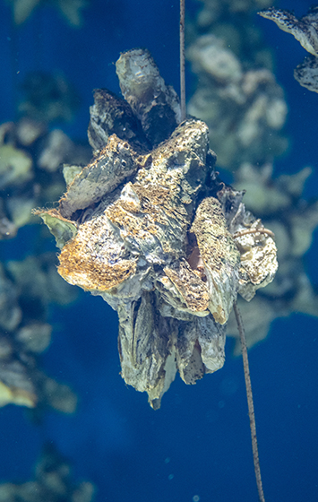 Aquaculture oyster viewed from under the sea. A line with a group of oysters attached.