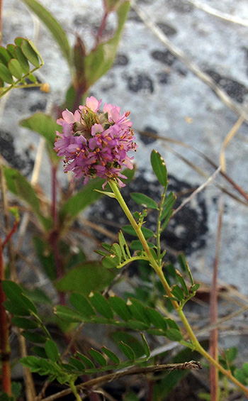 Leafy Prairie-Clover (Dalea foliosa) in bloom (Wikimedia Commons CC0).