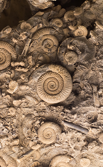 Ammonite fossils in rock