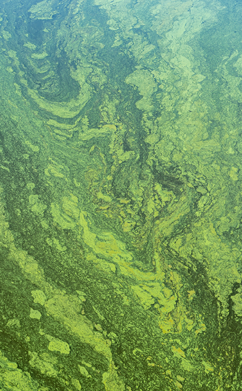 Cyanobacteria floating on the water's surface.