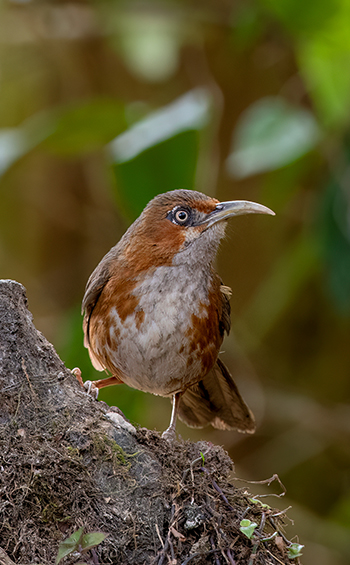 Rusty-cheeked scimitar babbler or Erythrogenys erythrogenys perched on a rock in forest.