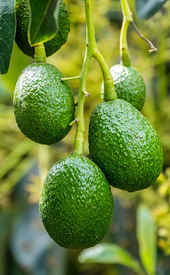 Avocados growing on a tree.