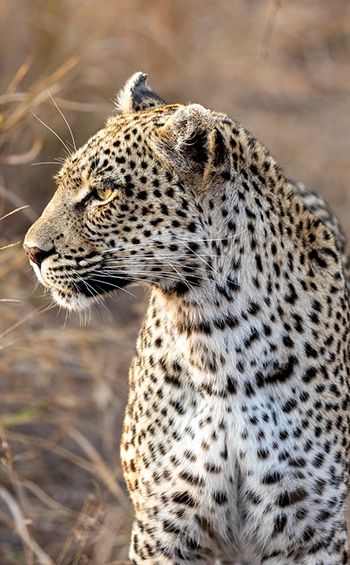 Closeup on the head and shoulders of a leopard looking to the left