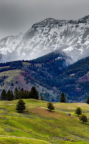 Yellowstone landscape showing a meadow, forest, and snowy mountains in the background.