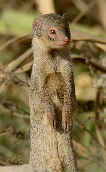 A Small Indian Mongoose standing on its back legs