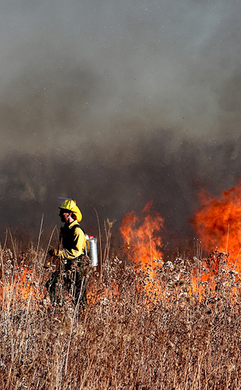 A firefighter walking in a grassy field near a prescribed fire.