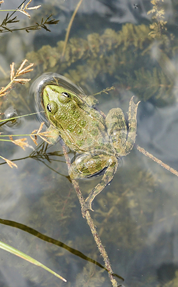 Marsh frog swimming in a pond