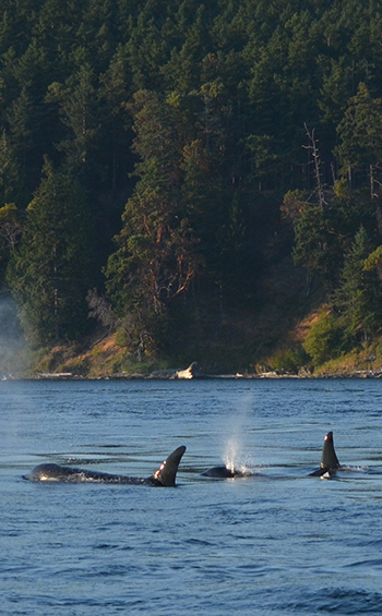 A pod of orcas at the surface of the ocean