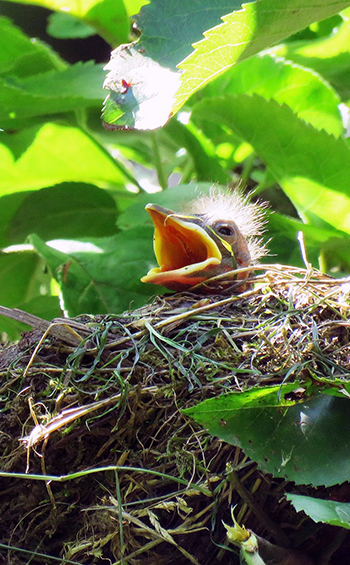 Blackbird nest with young blackbird's head sticking out, it's mouth open.