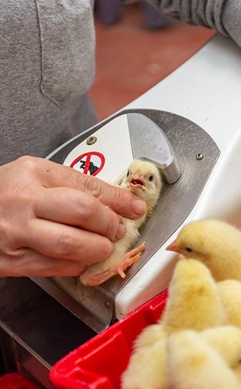 Chicken chick recieving a vaccination