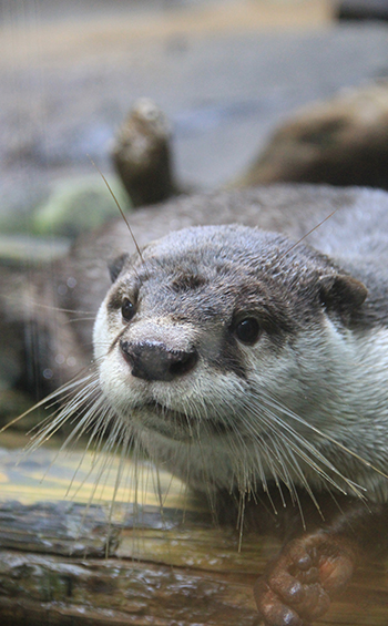 African clawless otters