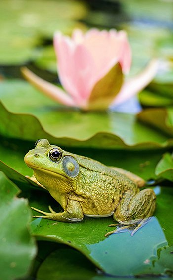 Bullfrog on a lily pad with a water lily flower in the background.