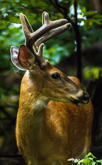 A male white-tailed deer with antlers