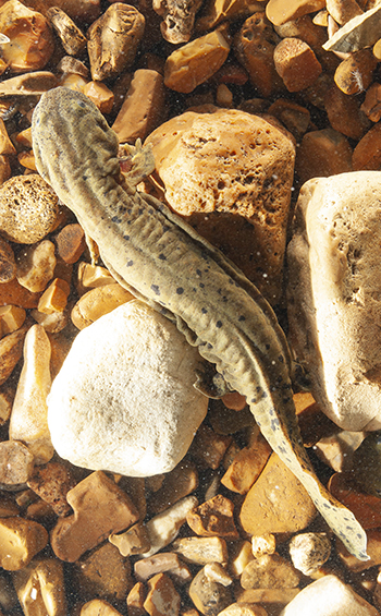 Eastern hellbender (Cryptobranchus alleganiensis alleganiensis) swims in search of food. Photo by the Missouri State Archives