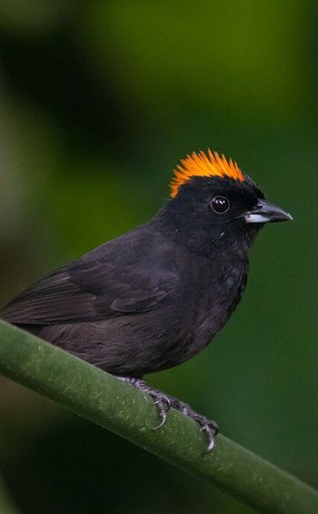 Tawny-crested Tanager Tachyphonus delatrii on a branch. Photo (CC0) by Adam Jackson on iNaturalist