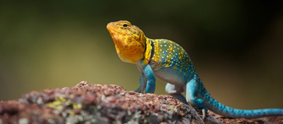 A Eastern collared lizard, Crotaphytus collaris, on a rock