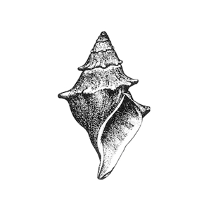 American Malacological Society Logo