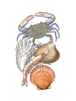 National Shellfisheries Association Logo