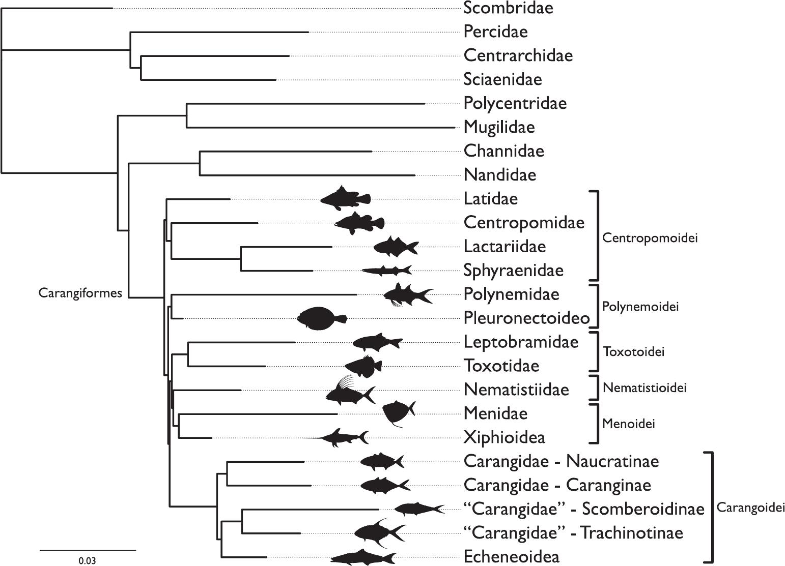 The Phylogeny of Carangiform Fishes: Morphological and Genomic