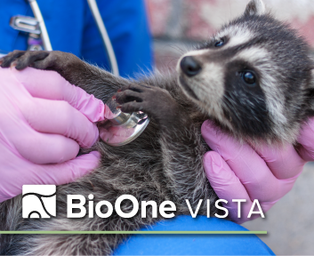 A veterinarian examines a raccoon with a stethoscope.